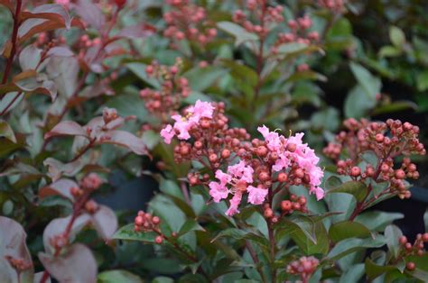 Unleashing the Magic of Lagerstroemia Coral Magic: Cultivating the Perfect Garden